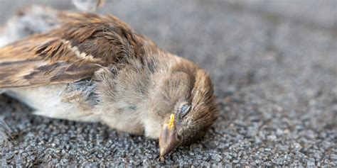 鳥死在屋頂